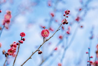 西溪湿地盛开的梅花