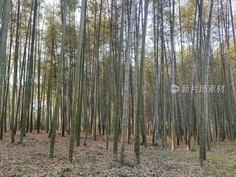 茂密竹林风光自然景观