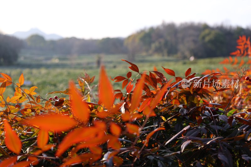 田野边的红色植物特写