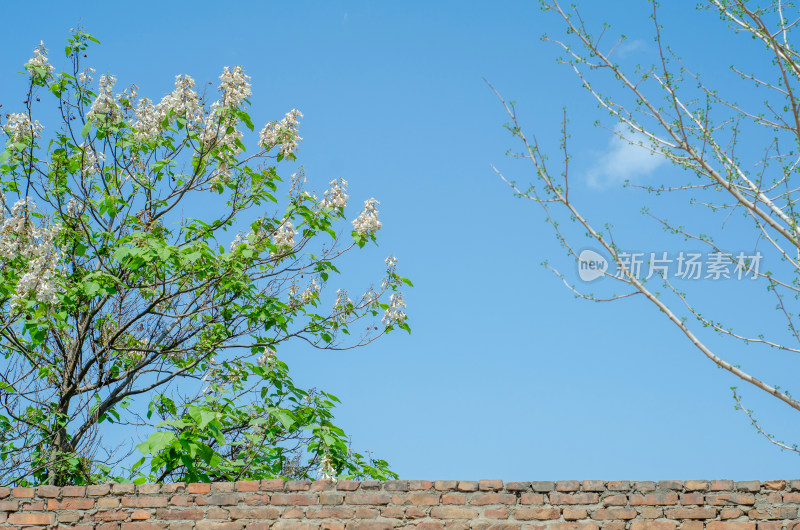 墙边的泡桐花盛开