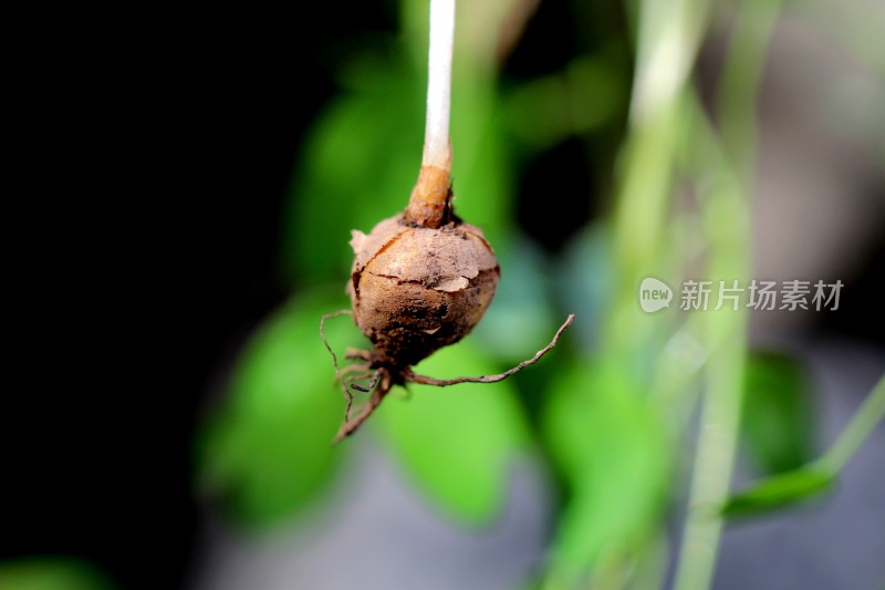 野生中药材元胡的花朵和果实