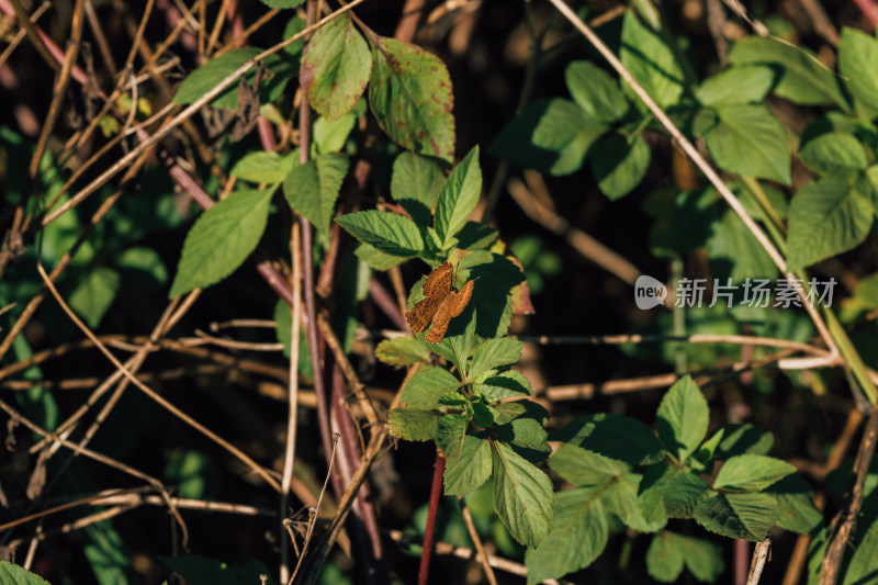 蝴蝶栖息在植物上