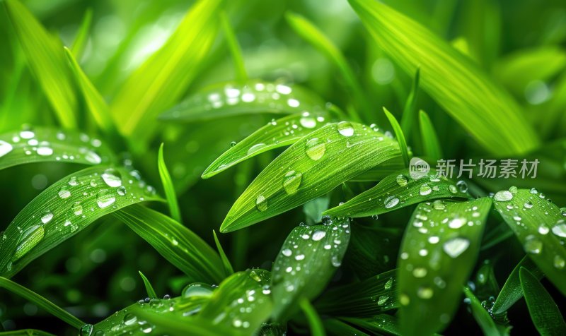 清晨露珠晶莹剔透草丛雨后清新背景