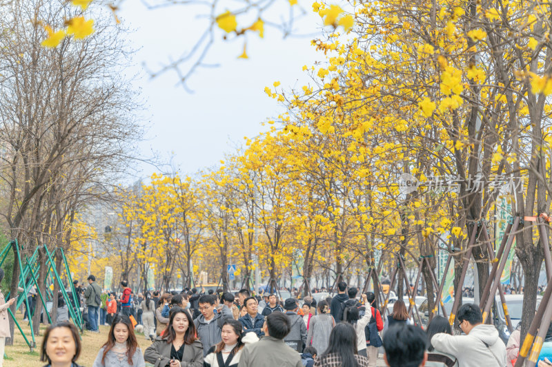 城市街道盛开黄花风铃木景象