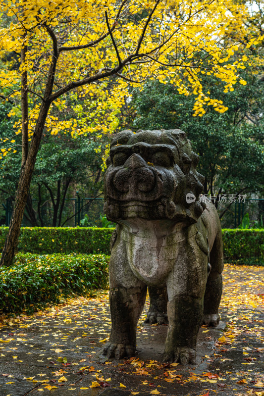 南京明孝陵石象路神道秋色景观