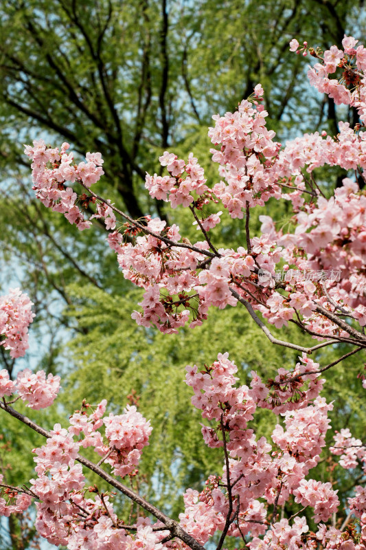 北京玉渊潭公园樱花节樱花