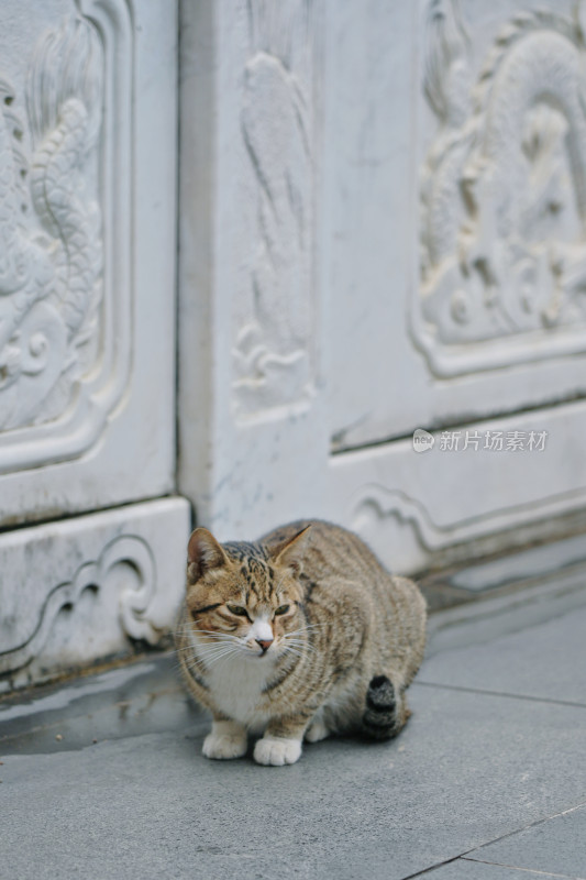 柳州文庙，古建筑与猫