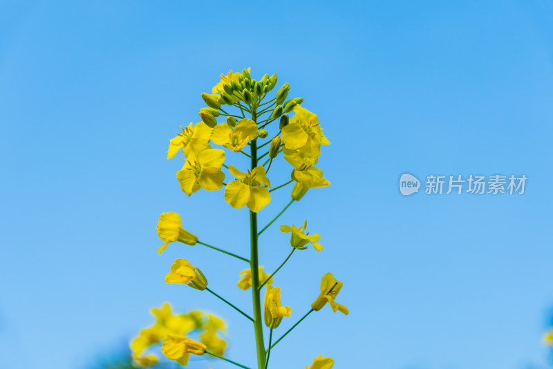 福州花海公园蓝天背景下的黄色油菜花