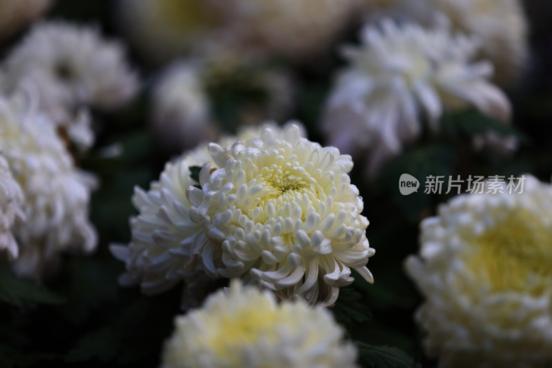 杭州植物园菊花展盛开的白色菊花特写