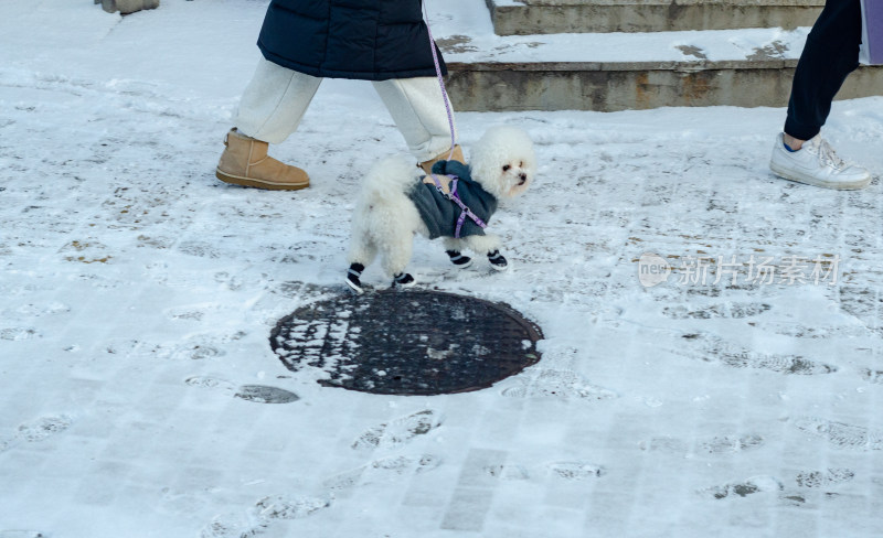 冬季下雪在户外遛狗