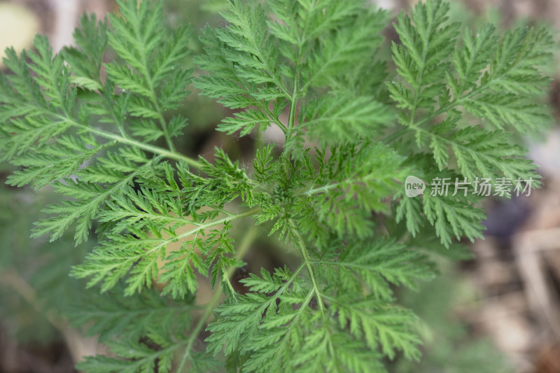 青蒿植物