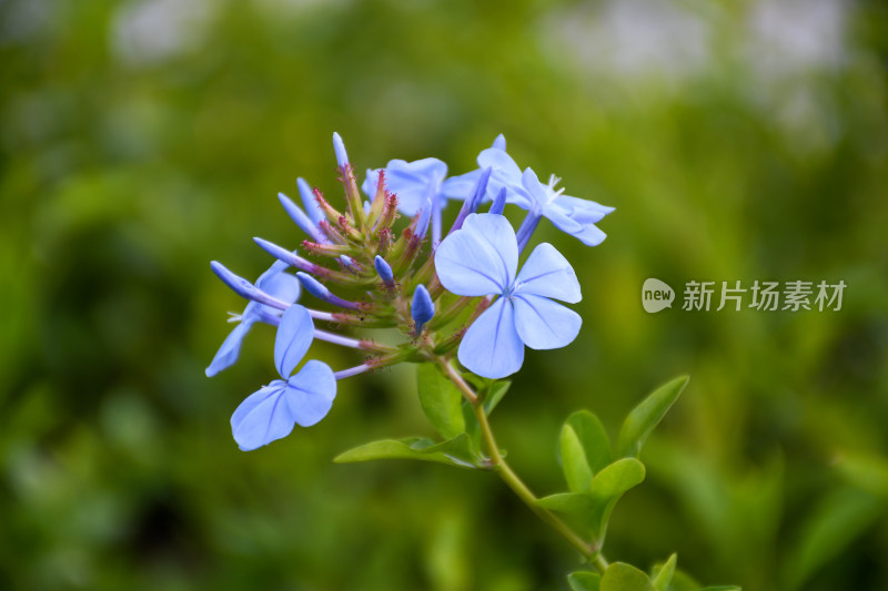 城市中生长着粉花绿草的自然景观