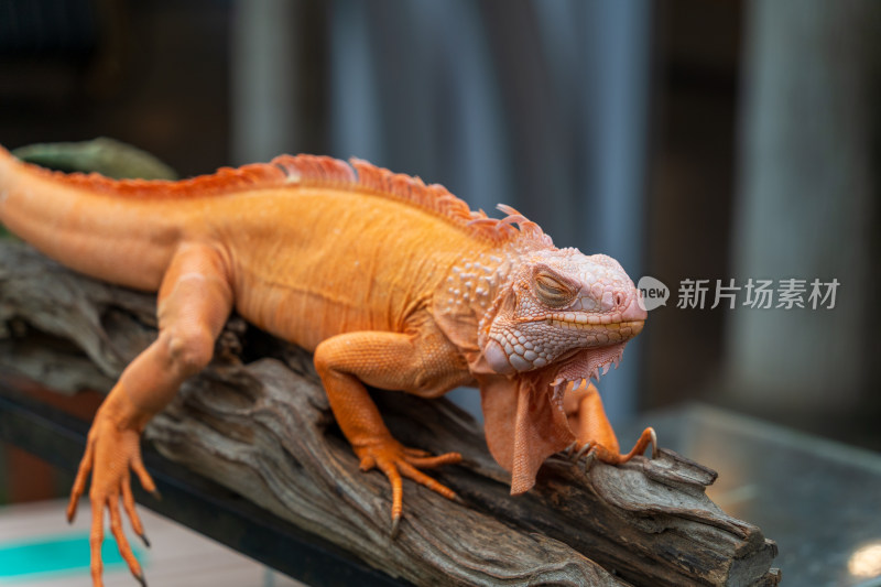 游客在清迈夜间动物园里抚摸橙色的鬣蜥