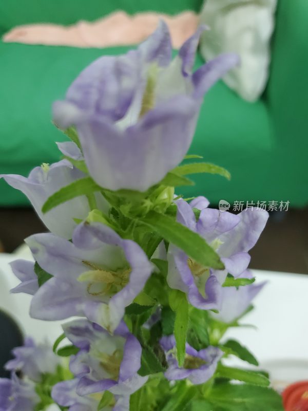 金鱼草花