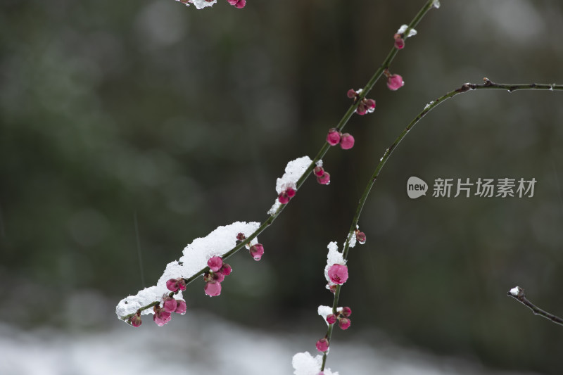 下雪天红梅花盛开