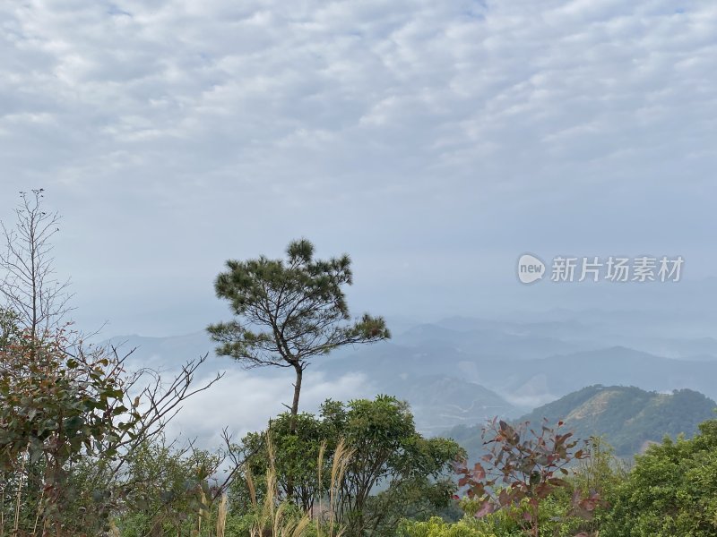 山间云雾缭绕中的孤松风景