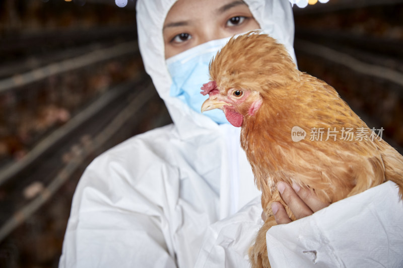 在养鸡场为家鸡检查的年轻饲养员