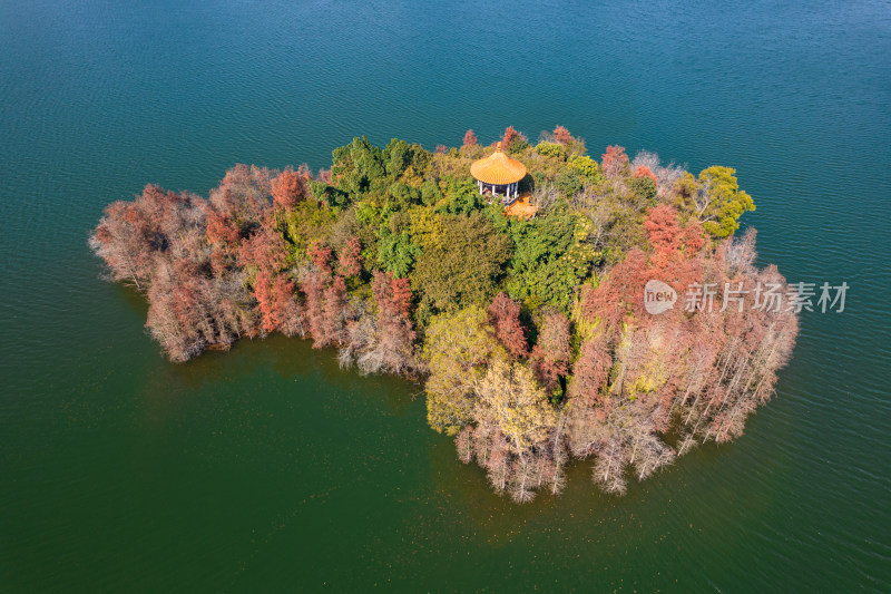 深圳大山陂水库水杉林秋色