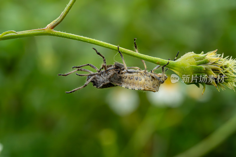 草丛中以花蜜为食的昆虫