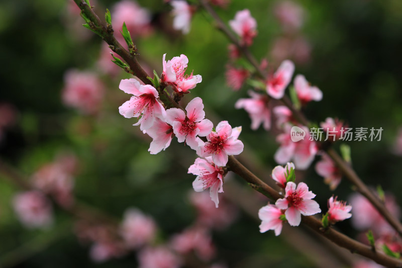 春天粉红色桃花盛开