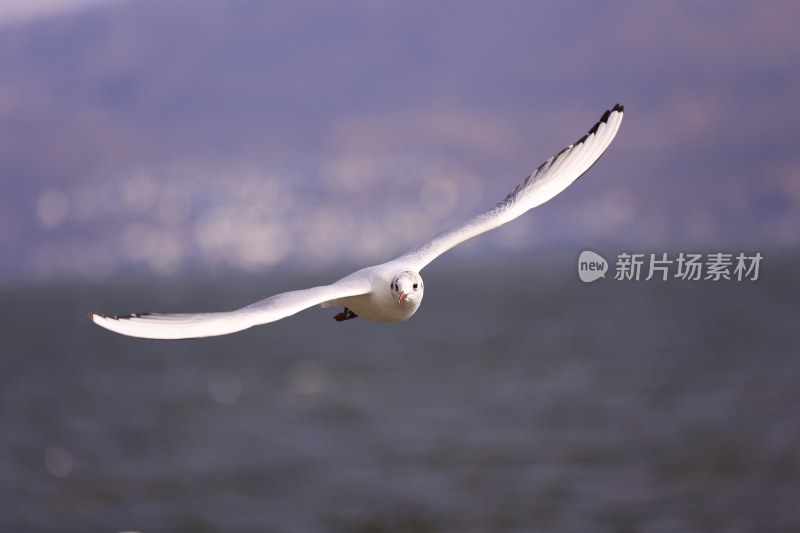 飞翔海鸥与远山背景