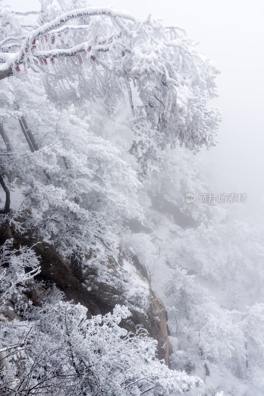 冬季大雪树木雾凇雪挂