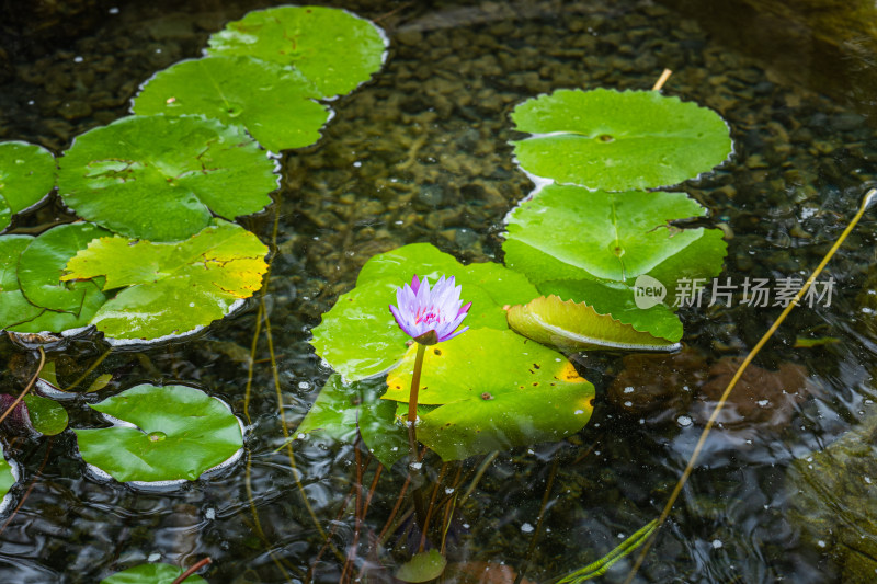 水中睡莲与荷叶特写