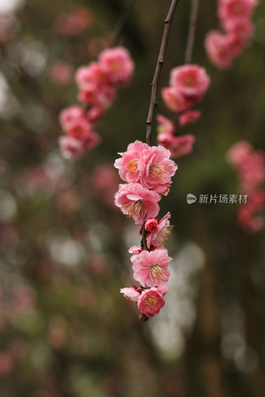 春雨后的梅花