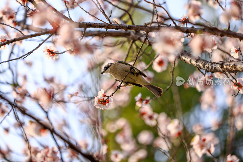 春天盛开的樱花 枝头的小鸟