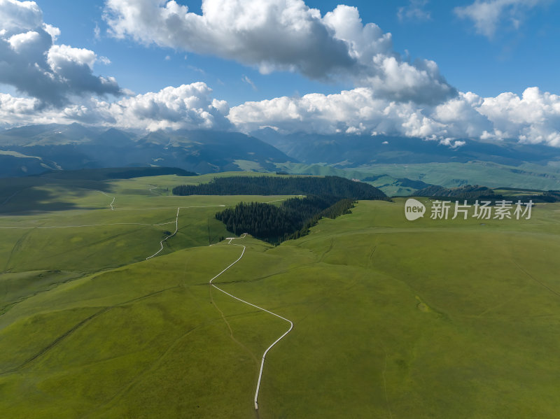 新疆北疆伊犁喀纳峻大草原鲜花台高空航拍