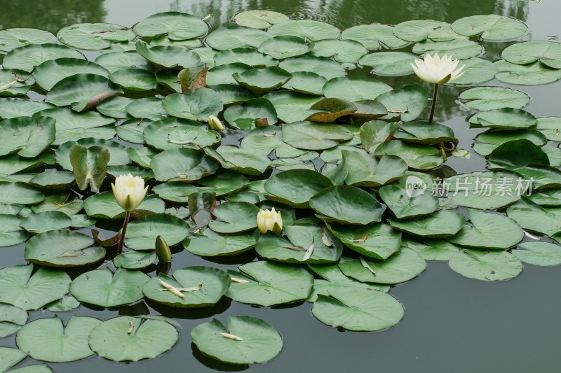 北京国家植物园睡莲