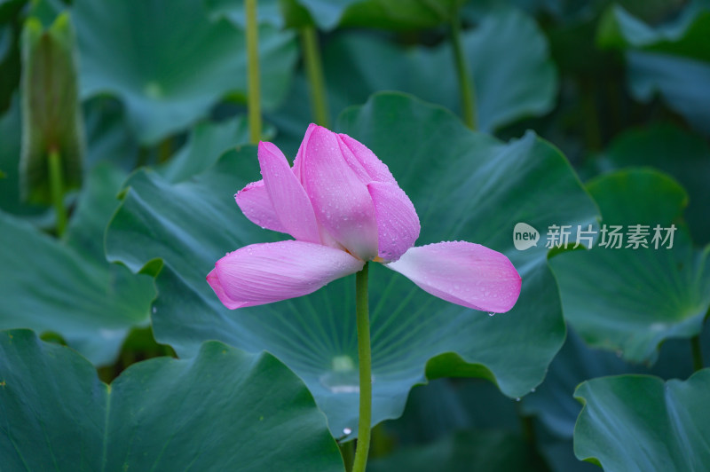 夏季荷塘荷花莲蓬荷叶特写