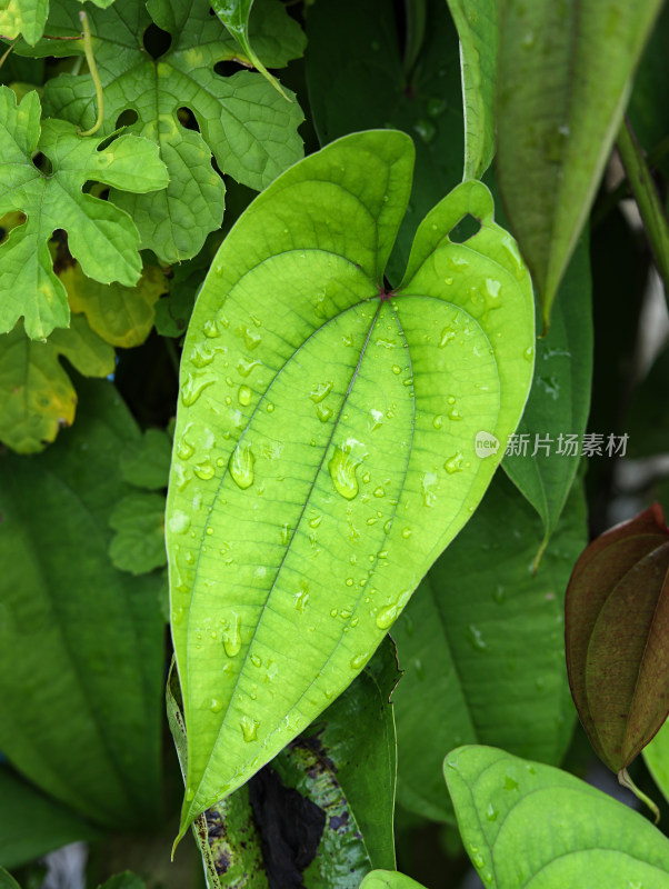 春天绿色的树叶叶子和上面的雨滴水滴露水