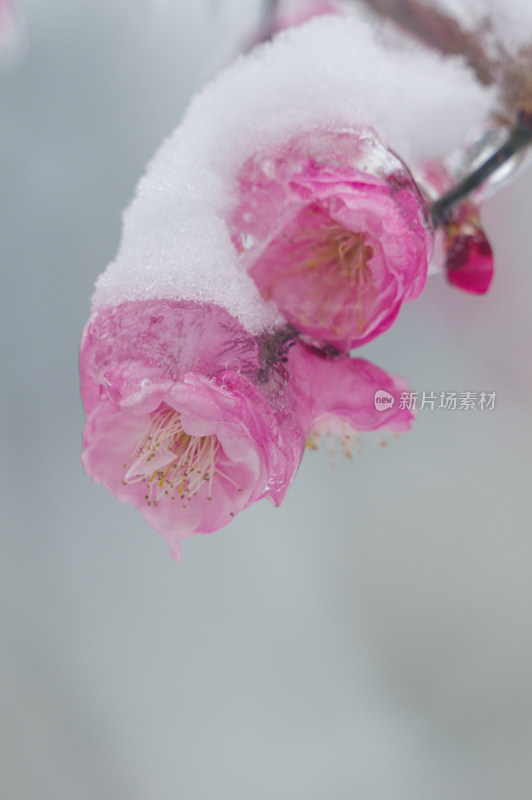 武汉东湖梅园雪中梅花盛开