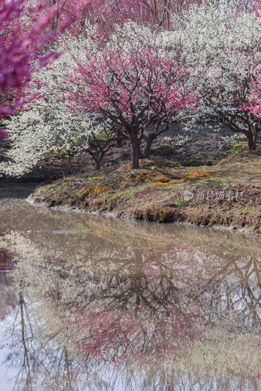 花开海上梅花节