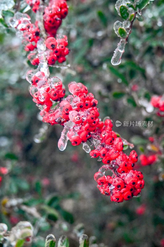 重庆酉阳：龙头山上冻雨“缀”美