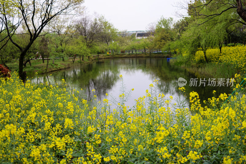 杭州阿里巴巴西溪园区春季油菜花盛开