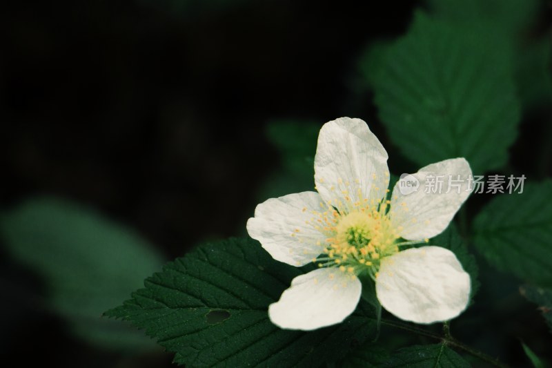 白色开花植物叶片特写