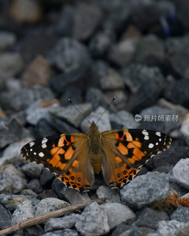 蝴蝶 大自然自然 昆虫