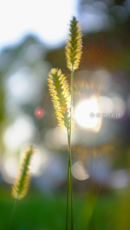 夕阳下的狗尾巴草