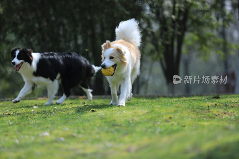 公园里玩耍的两只边境牧羊犬