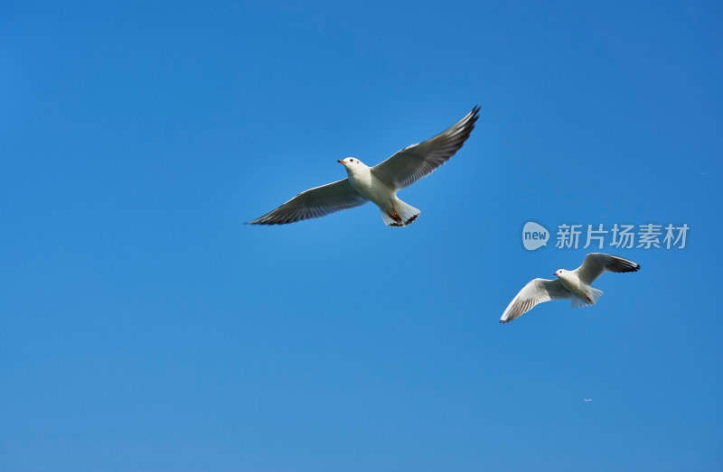 太湖红嘴鸥