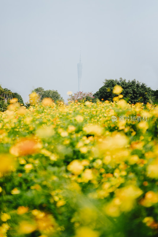 广州海珠国家湿地公园小黄菊黄秋英花海