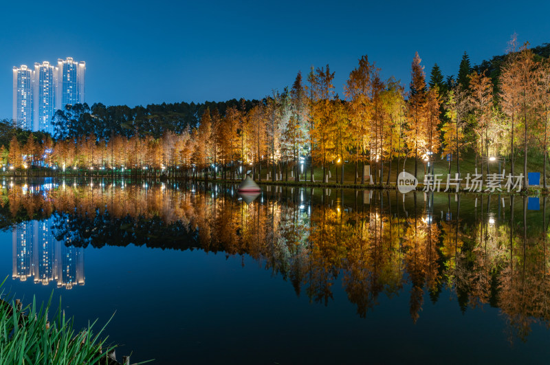 佛山千灯湖南海活水公园落羽杉红叶夜景灯光