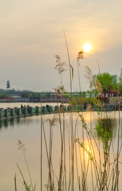 河边夕阳下的芦苇