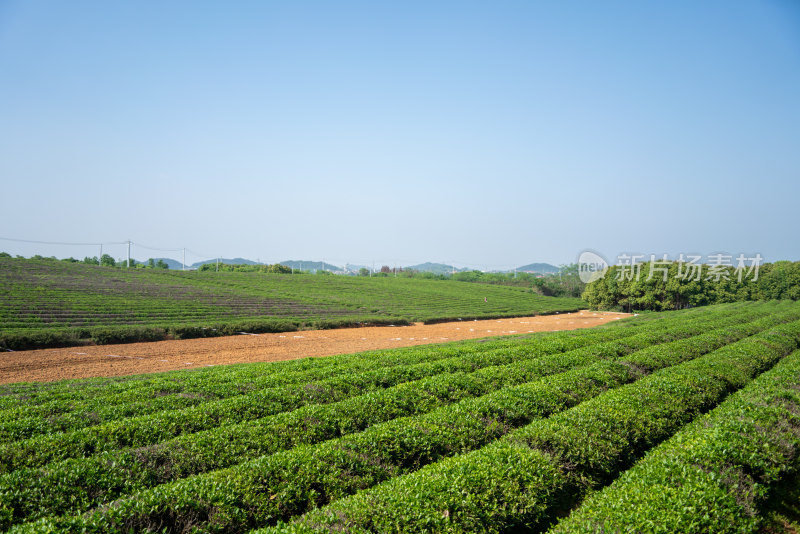 春天茶园采茶