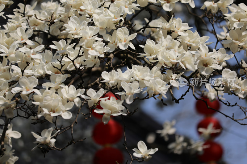 中国杭州法喜寺树龄500年的白玉兰