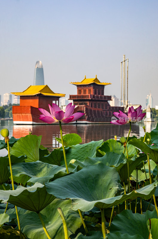 山东济南大明湖风景区夏日荷花景点景观