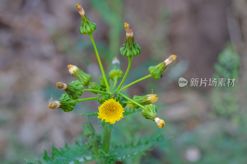 像孔雀开屏一样的苦苣菜花