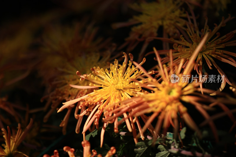 杭州植物园菊花展 橙色菊花特写